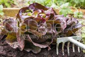 red oak leaf lettuce