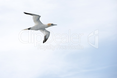 Northern gannet in flight