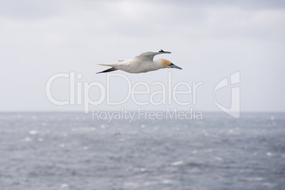 Northern gannet in flight