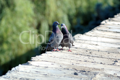 Love games of pigeons on a parapet