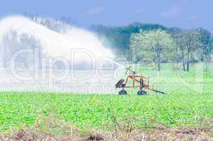 Bewässerung mit Sprinkler, Gemüsefeld