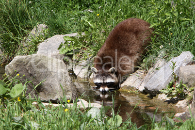 Trinkender Waschbär