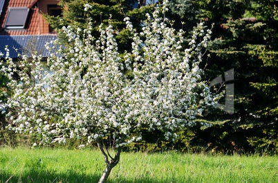 weiss bluehender Obstbaum