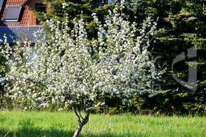 weiss bluehender Obstbaum