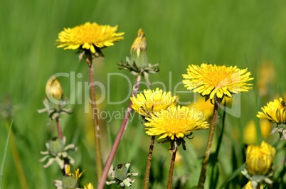 Loewenzahn lat. taraxacum