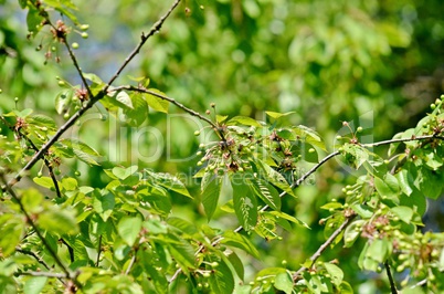 Wildkirschbaum