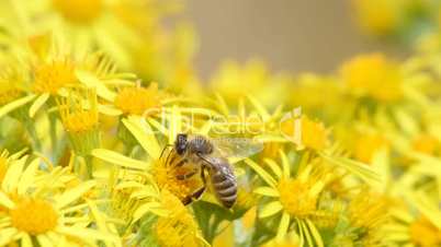 Honigbiene sammelt auf auf Blüten vom Jakobs-Kreuzkraut, Zeitlupe