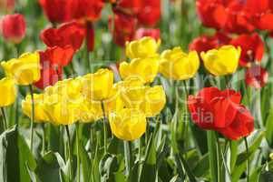 Tulpen