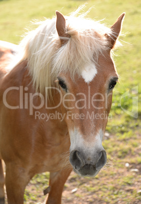 Haflinger