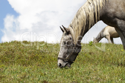 lipizzaner