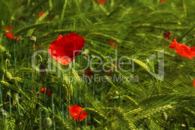 rote mohnblume im weizenfeld