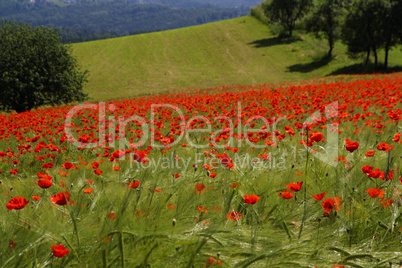 rote mohnblume im weizenfeld