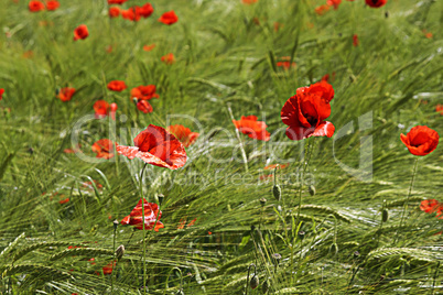 rote mohnblume im weizenfeld