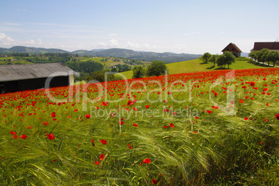 rote mohnblume im weizenfeld