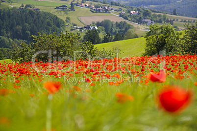 rote mohnblume im weizenfeld