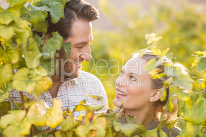Two young happy vintners looking up from behind grape plants