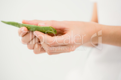 Close up of hands with aloe vera