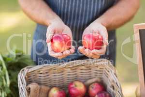 Farmer hands showing two red apples