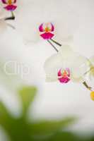 A delicate stem of pink flower