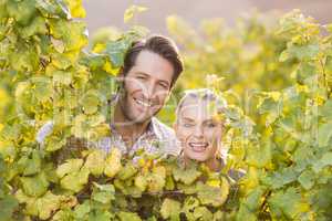Two young happy vintners looking at camera from behind grape pla
