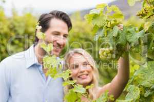 Young happy couple looking at grapes