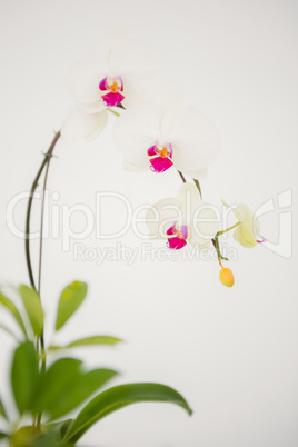 A delicate stem of pink flower