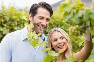 Young happy couple looking at grapes