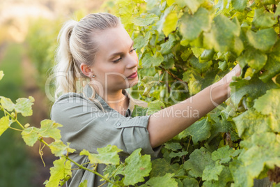 Young vintner picking grapes