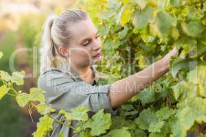 Young vintner picking grapes