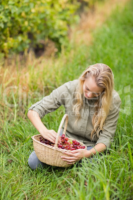 Blonde winegrower looking at a red grapes basket