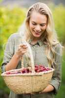 Blonde winegrower looking at her red grapes basket