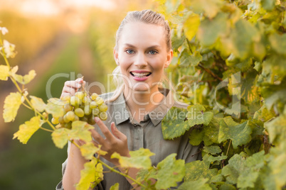 Young happy vintner picking grapes