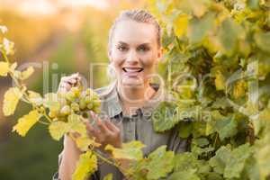 Young happy vintner picking grapes