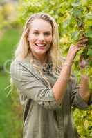 Blonde winegrower harvesting the grapes