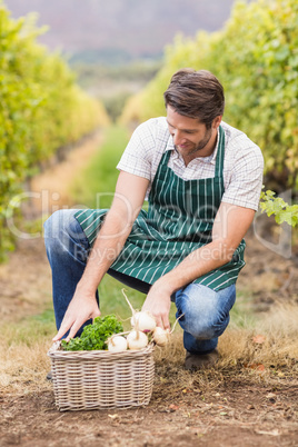 Young happy farmer looking at a basket of vegetables