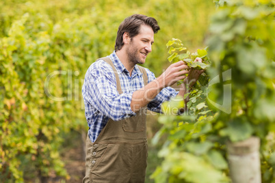 Smiling winegrower harvesting the grapes