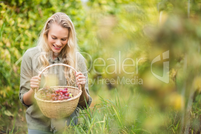 Blonde winegrower looking at a red grapes basket