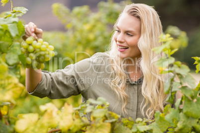 Smiling blonde winegrower holding a grape