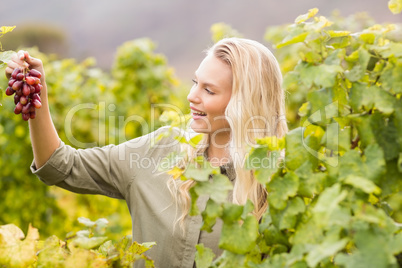 Smiling blonde winegrower holding a red grape