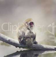 Japanese Macaque