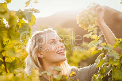 Young happy woman holding grapes