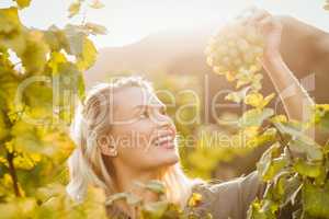 Young happy woman holding grapes