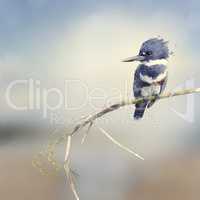 Belted Kingfisher Watercolor