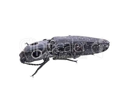 Eyed Click Beetle, Alaus oculatus