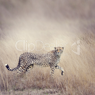 Cheetah Walking