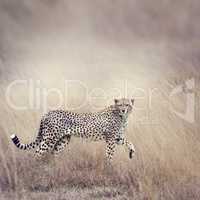 Cheetah Walking