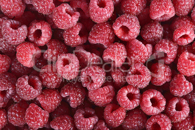 Red Raspberries