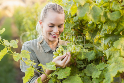 Young happy vintner picking grapes