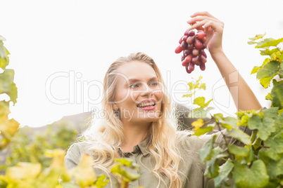 Smiling blonde winegrower holding a red grape