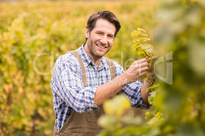 Smiling winegrower harvesting the grapes